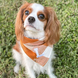 caramel pop letterman dog bandana