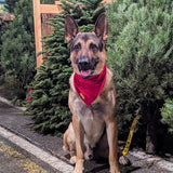 winterberry red velvet dog bandana