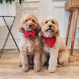 winterberry red velvet dog bandana