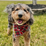 cardinal plaid dog bandana