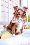 taco tuesday dog bandana