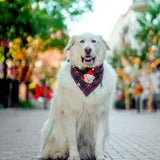 blitzen's plaid dog bandana