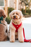 winterberry red velvet adjustable harness