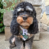 caramel apple flannel letterman dog bandana