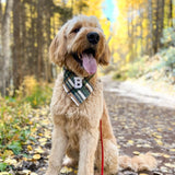 caramel apple flannel letterman dog bandana