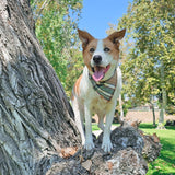 caramel apple flannel dog bandana