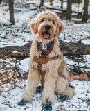 blitzen's plaid letterman dog bandana