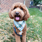 caramel apple flannel dog bandana