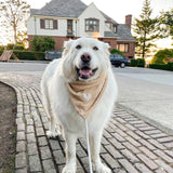 the murray dog bandana