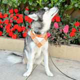 caramel pop flannel dog bandana