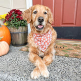 autumn's warmth dog bandana