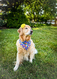 sushi me rollin' dog bandana