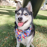 sushi me rollin' dog bandana