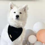 tuxedo black velvet dog bandana