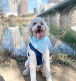 blue barkday dog bandana