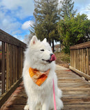 caramel pop flannel dog bandana