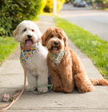 wild garden dog bandana